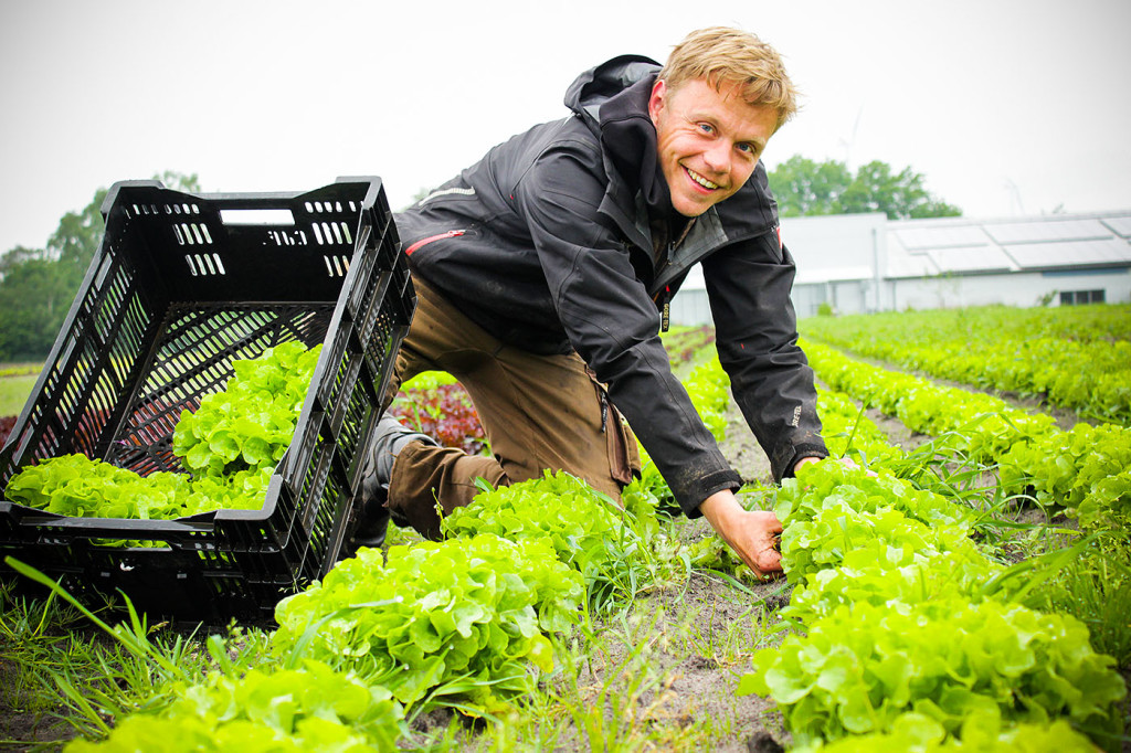 Tobias auf unserem  Kalkrieser Feld mit seinem frischen Bio Salat für das Osnabrücker Land