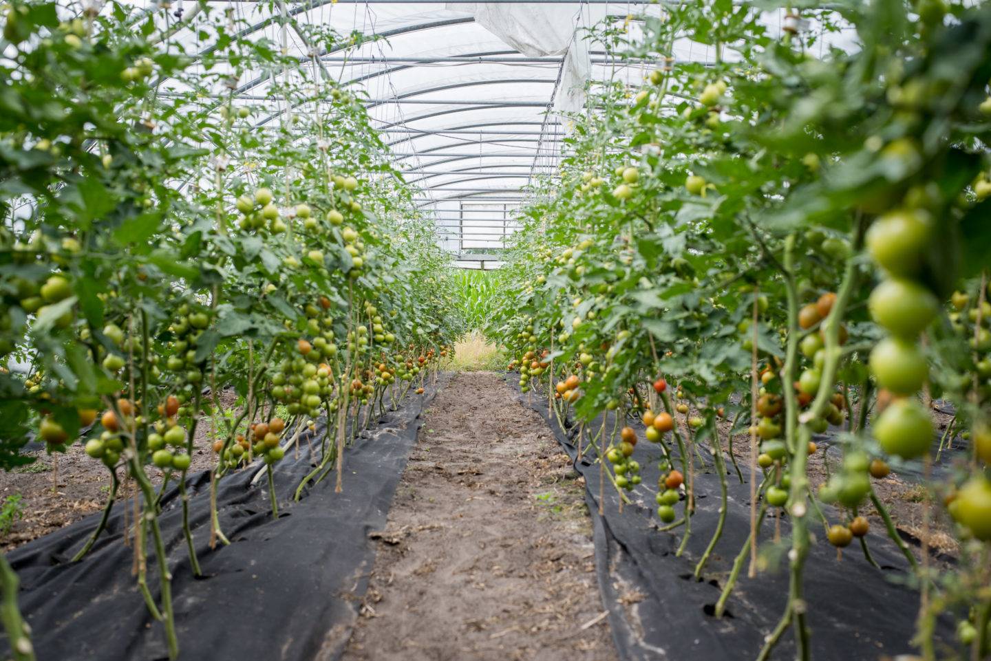 Tomatenpflanzen im Folientunnel