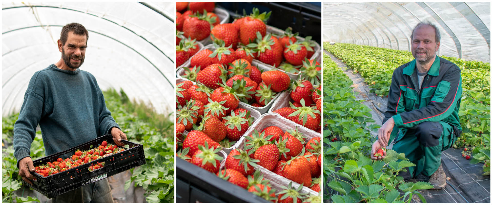 Bio-Erdbeeren aus der Region