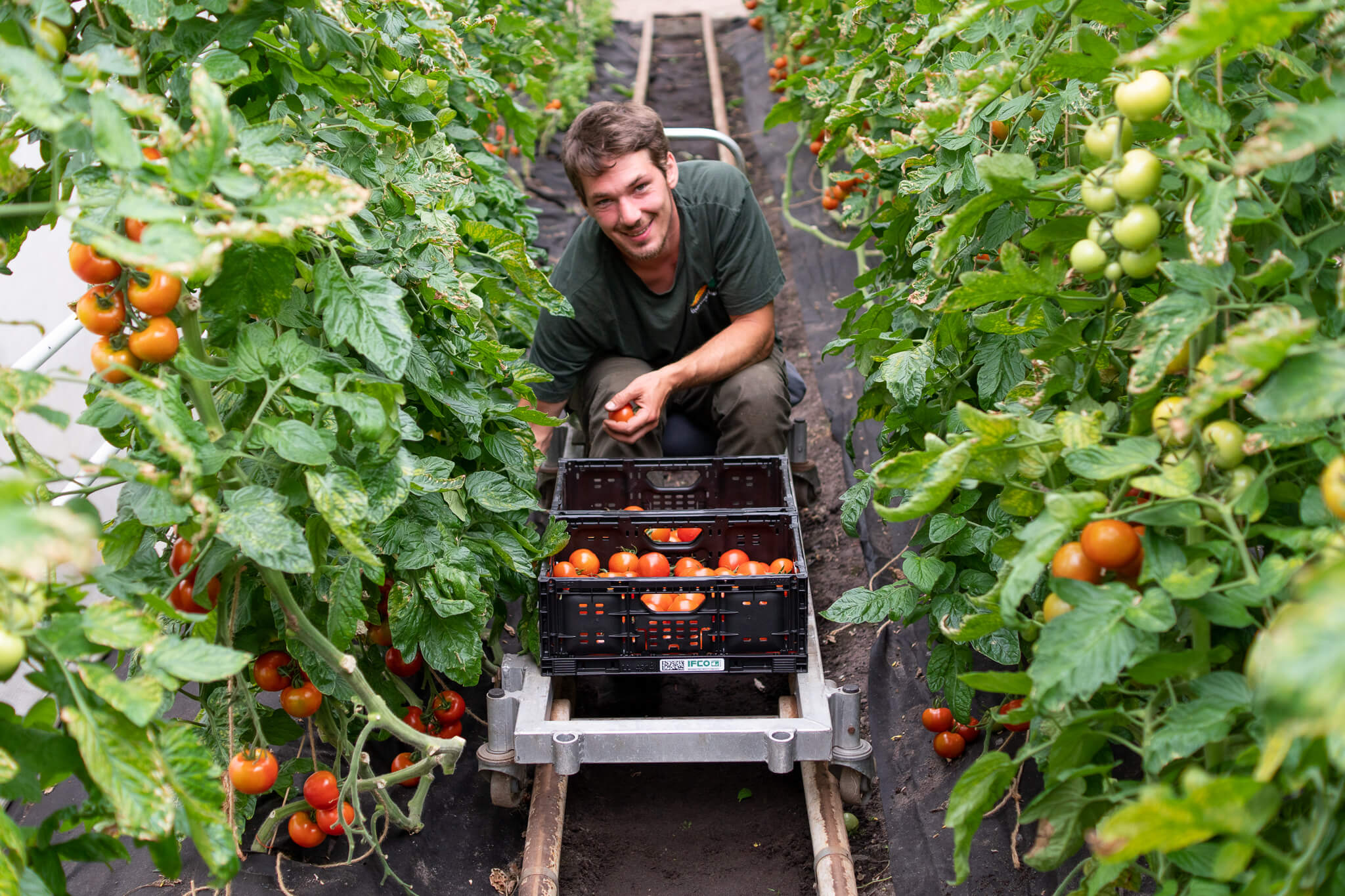 Leon erntet regionale Tomaten aus Kalkriese