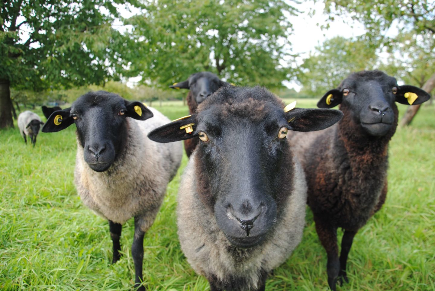 Schafe auf der Streuobstwiese