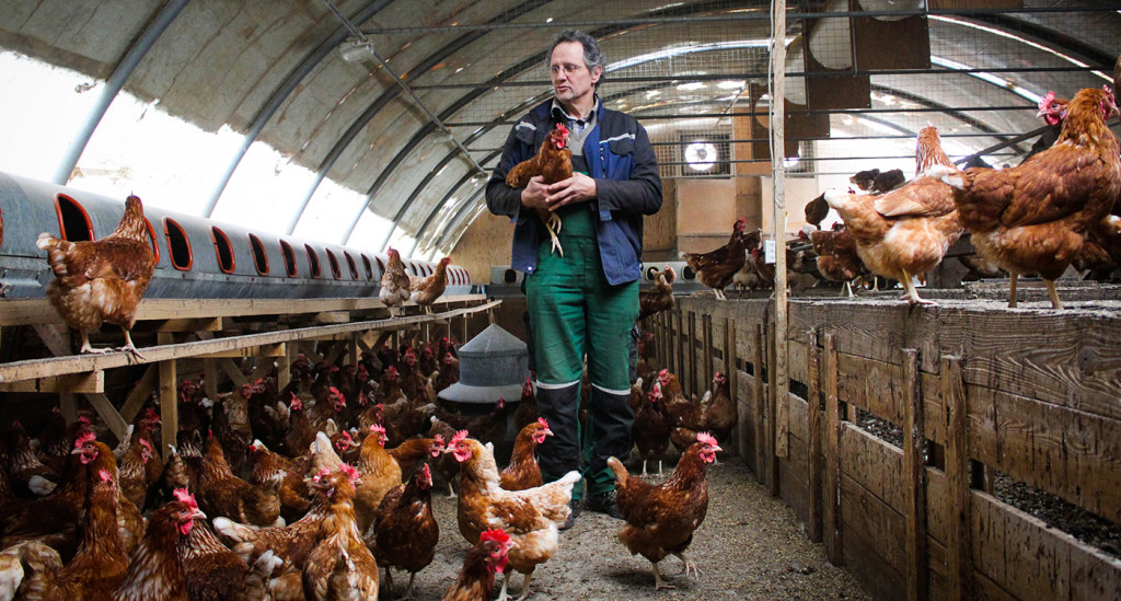 Bioeier von glücklichen Hühnern in biologischer Haltung vom Meyerhof aus Belm