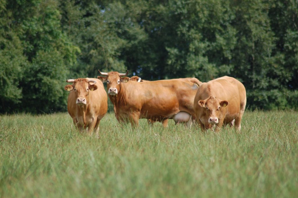 Rinder vom Johannshof auf der Weide