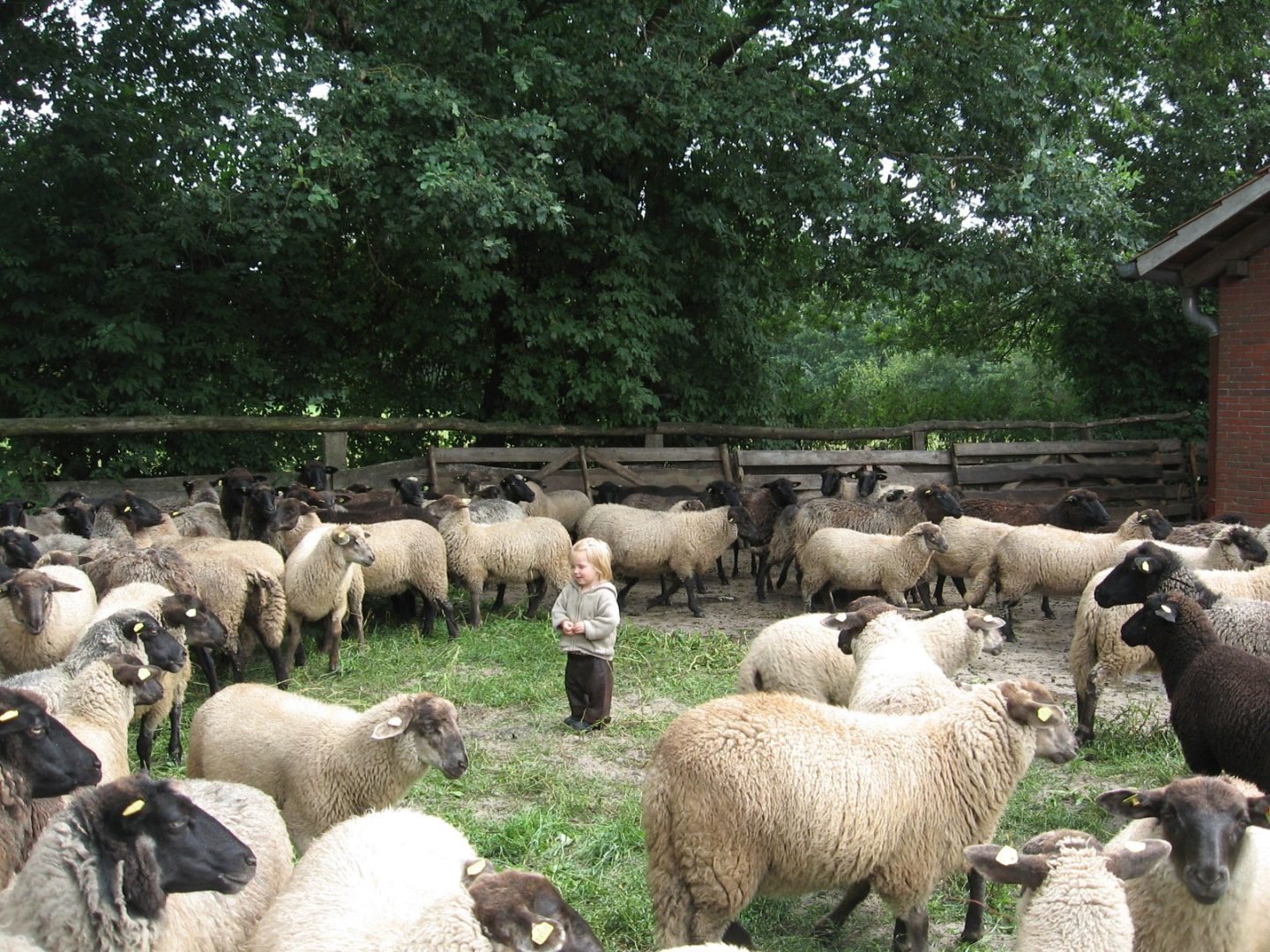 Schafe vom Johannshof