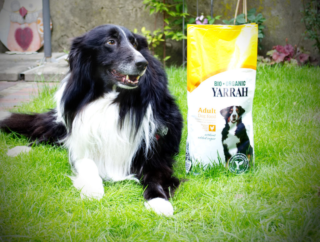 Hund mit Yarrah organischem Bio Hundefutter