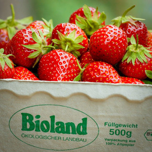 Bio-Erdbeeren aus der Region