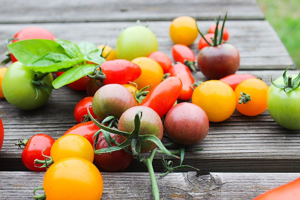 Tomaten selber anbauten. Verschiedene Tomatensorten bei den Gemüsegärtner. Wir liefern ihre Tomaten nach Osnabrück, Vechta, Rheine, Versmold