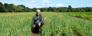 Stefan Puls von Grünzeu auf dem Bundzwiebeln Feld