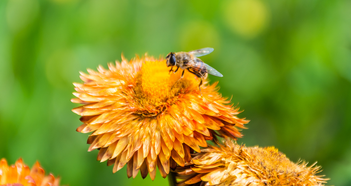 Insektensterben