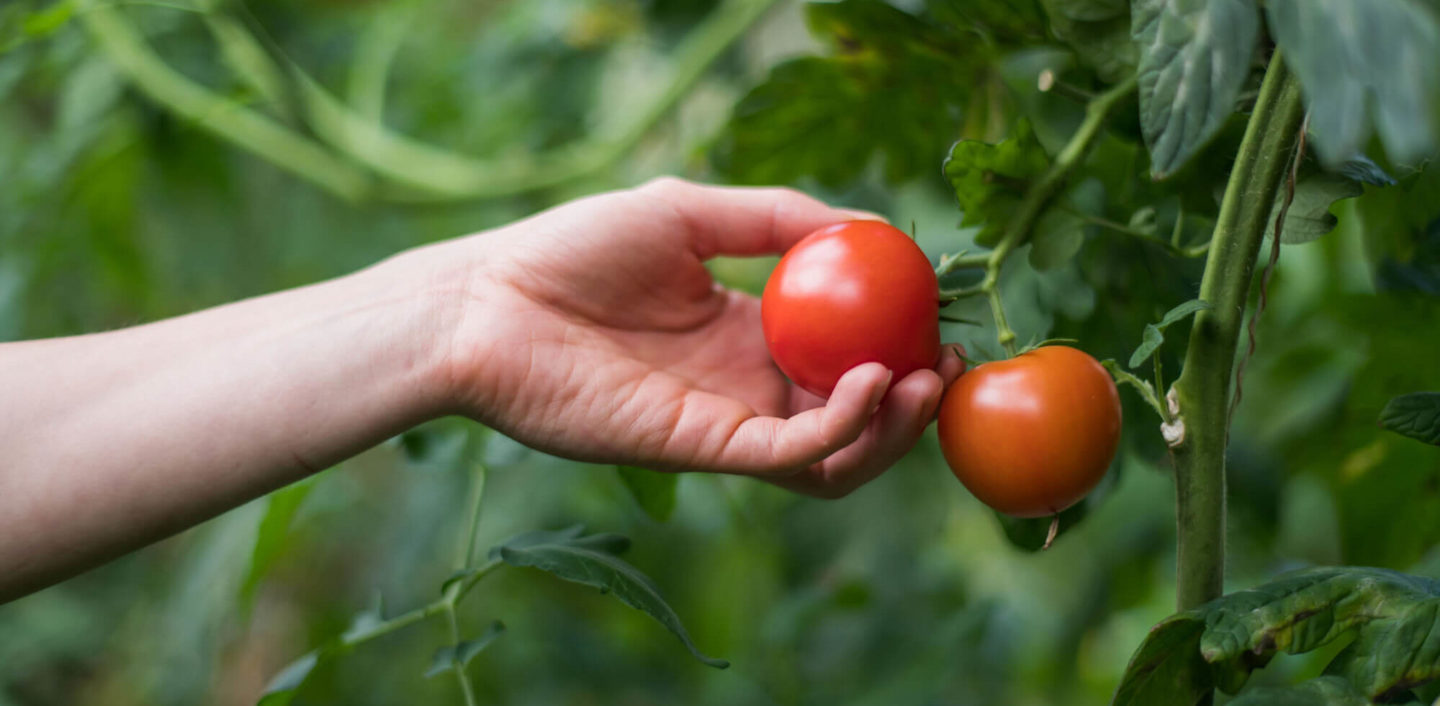 gärtnerei tomaten ökokiste
