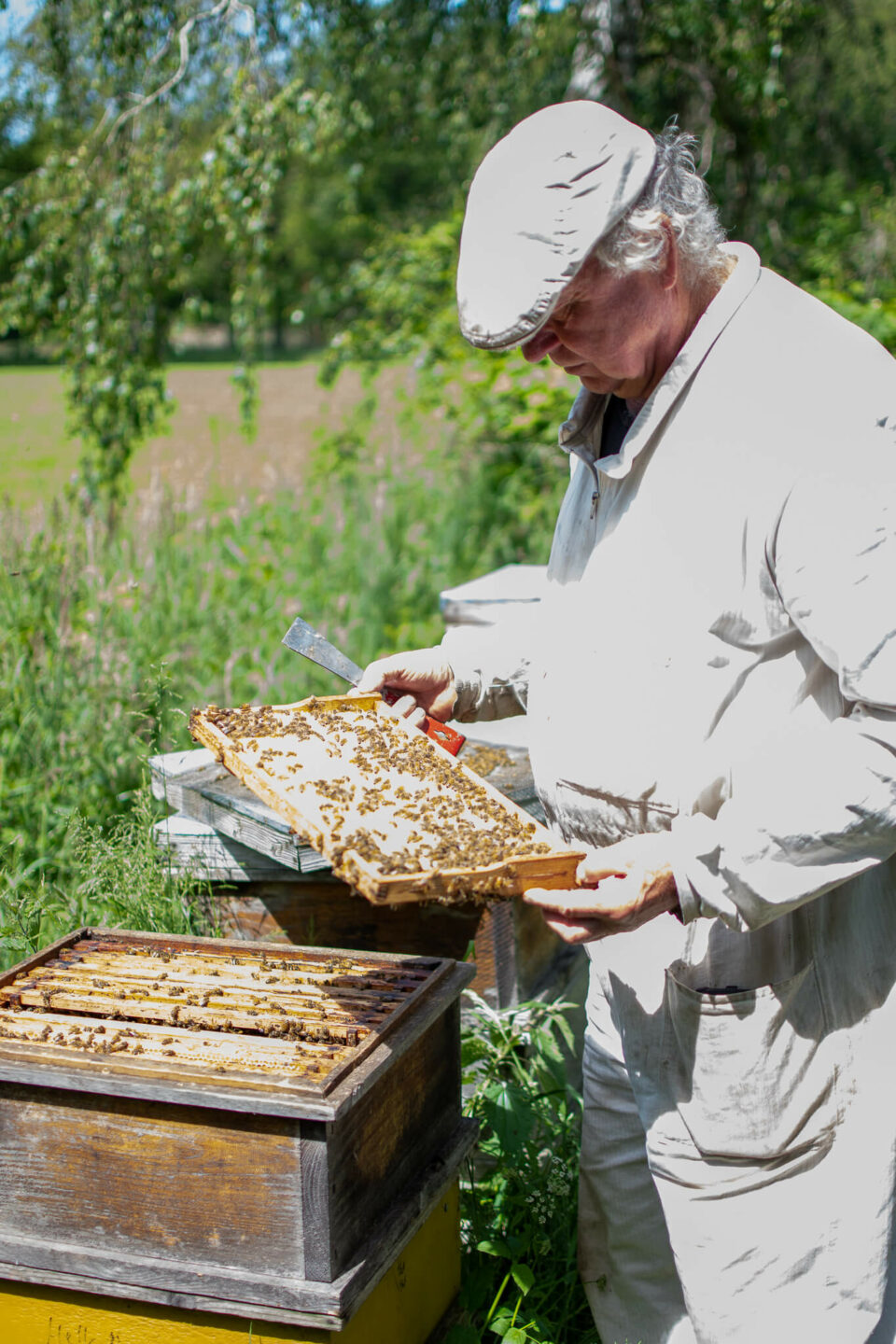 Bio-Honig aus der Region - Die Gemüsegärtner