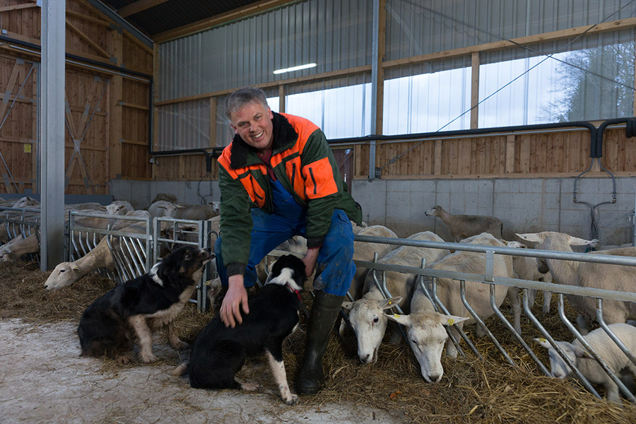 Mann in Arbeitskleidung streichelt zwei Border Collies in einem Stall mit mehreren Schafen am Futtertrog