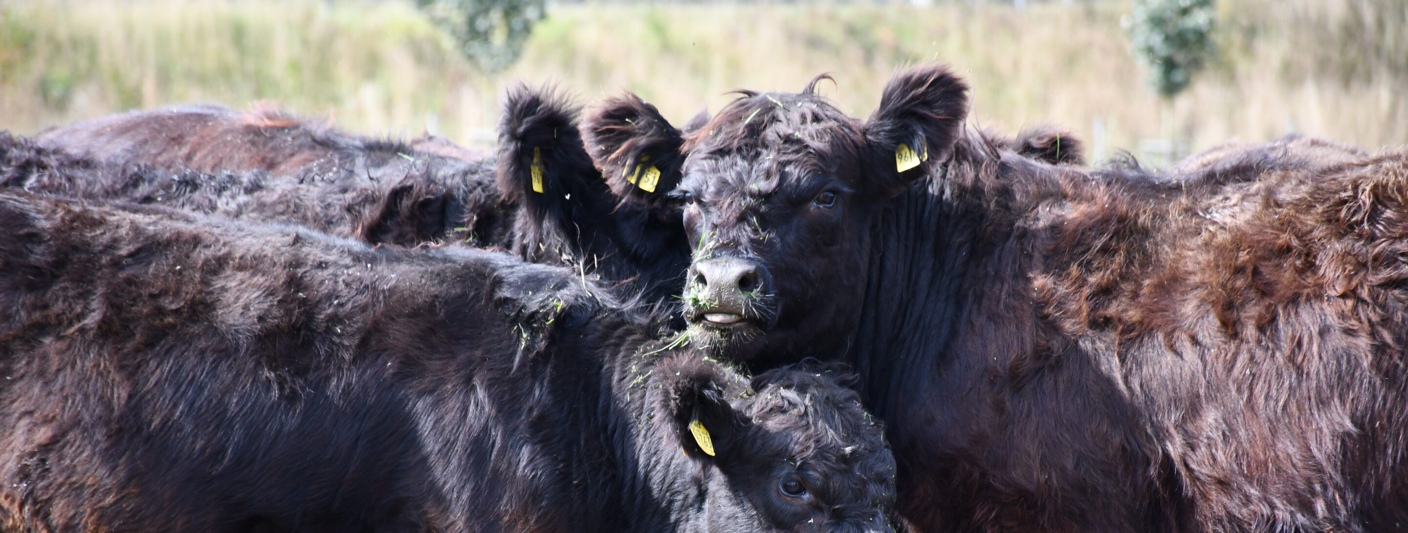 Mehrere schwarze Galloways mit gelben Ohrmarken stehen eng beieinander auf einer Weide.