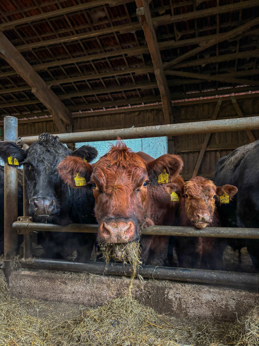 Vom Stall bis zum Kaffeetisch – unser Besuch auf dem Johannshof - Die Gemüsegärtner