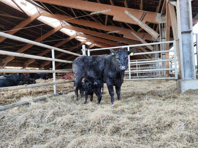 Schwarze Kuh im Stall mit ihrem Kälbchen, welches am Euter Milch trinkt