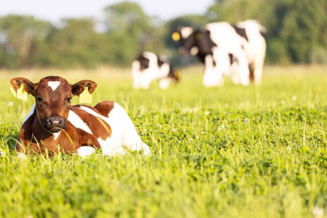 Hamfelder Hof: Landwirtschaft gemeinsam gedacht - Die Gemüsegärtner