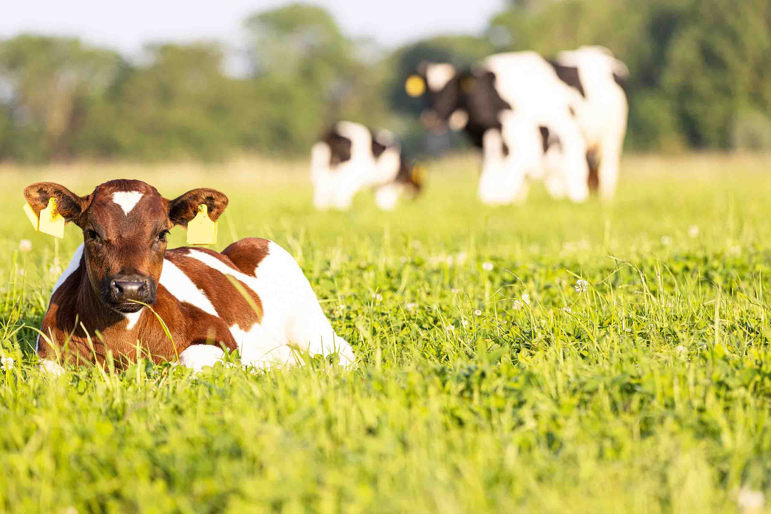 Hamfelder Hof: Landwirtschaft gemeinsam gedacht - Die Gemüsegärtner